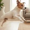 Groomed Jack Russell after transformation