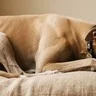 Elegant Greyhound after transformation