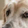 Golden Retriever puppy after transformation